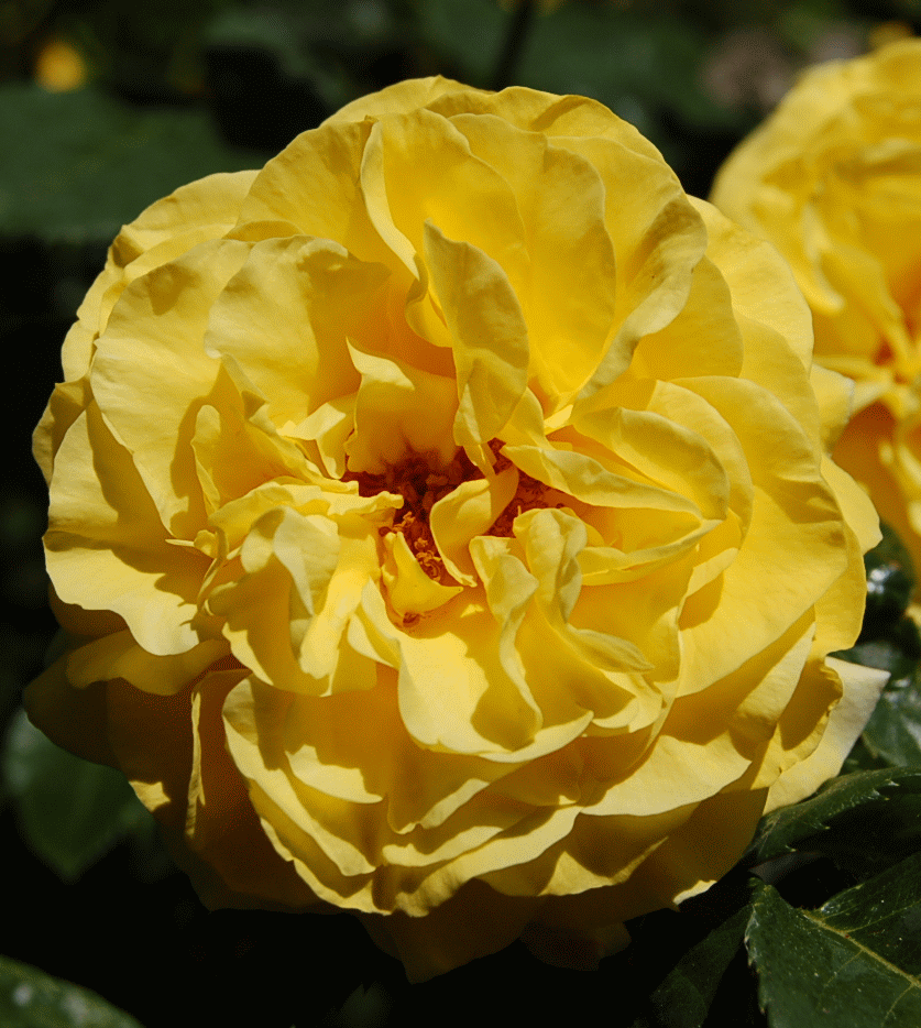 Rose Royal Gold – Verlag Martina Nell